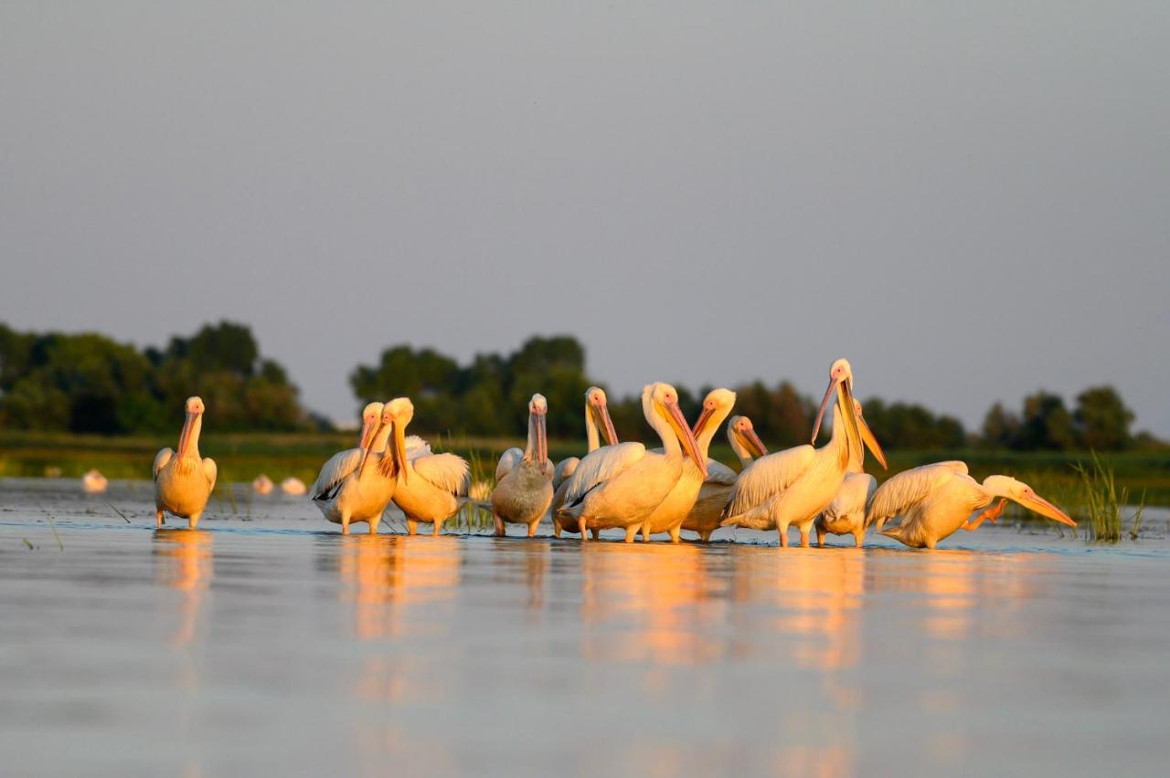 Danube Delta Hostel Homestay & Camping Sulina Luaran gambar