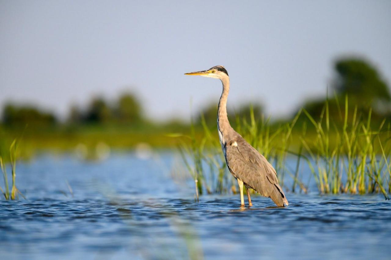 Danube Delta Hostel Homestay & Camping Sulina Luaran gambar
